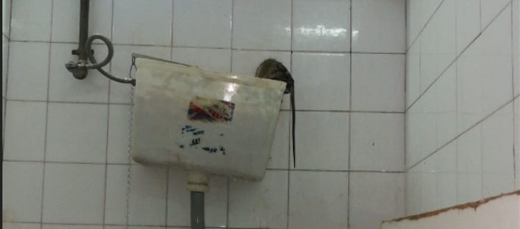 El-lamentable-estado-del-Estadio-Municipal-de-Castalia,-en-imágenes