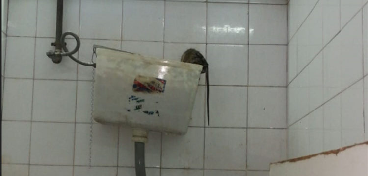 El-lamentable-estado-del-Estadio-Municipal-de-Castalia,-en-imágenes