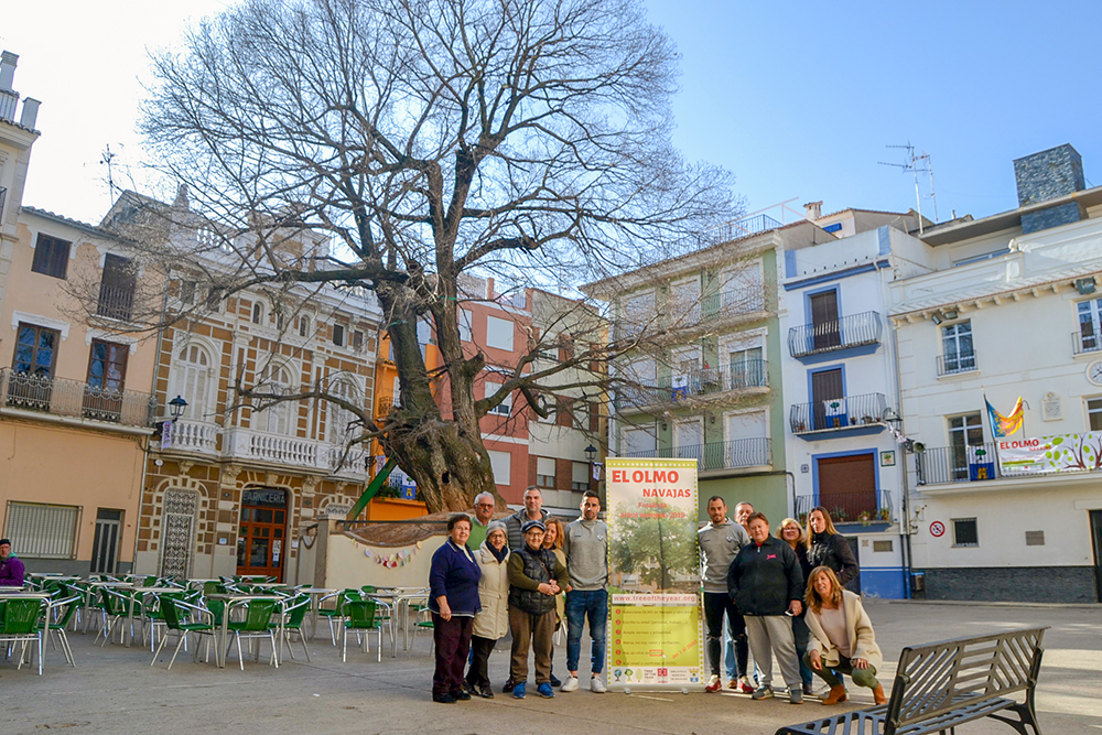 Olmo de Navajas